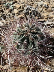 Sclerocactus polyancistrus