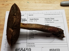 Boletus subluridellus