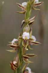 Prasophyllum australe