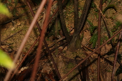 Ptisana oreades