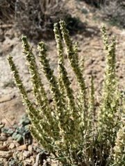 Halogeton glomeratus