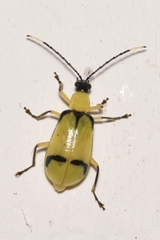 Diabrotica arcuata