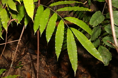 Ptisana oreades