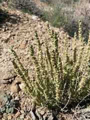 Halogeton glomeratus