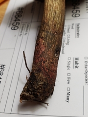 Boletus subluridellus