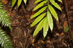 Ptisana oreades