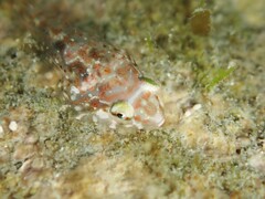 Diplocrepis puniceus