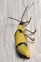 Diabrotica arcuata
