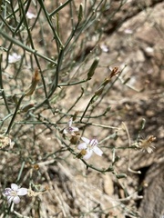 Stephanomeria pauciflora