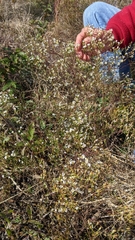 Symphyotrichum depauperatum