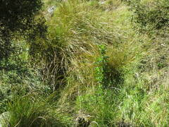 Carex secta