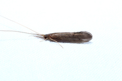 Oecetis