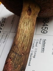 Boletus subluridellus