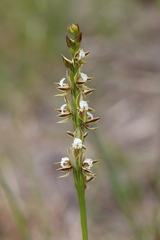 Prasophyllum australe