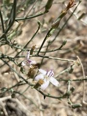 Stephanomeria pauciflora