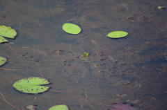Lithobates septentrionalis