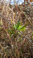 Dichanthelium scribnerianum