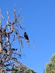 Corvus corax principalis