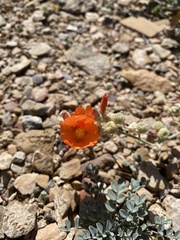 Sphaeralcea ambigua