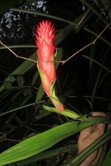 Pitcairnia