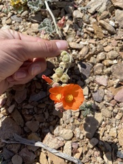Sphaeralcea ambigua
