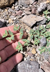 Euphorbia serrula