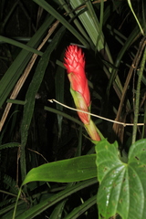 Pitcairnia