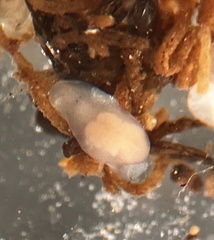 Macrostomum