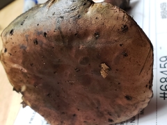 Boletus subluridellus