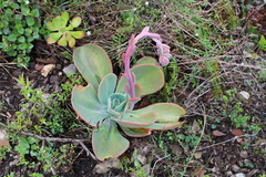 Echeveria