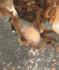 Macrostomum