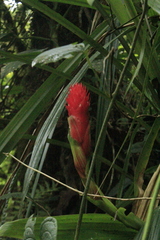 Pitcairnia