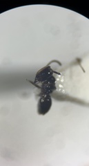 Ochetellus glaber
