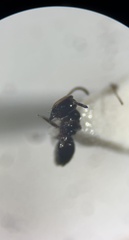 Ochetellus glaber