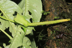 Anthurium carinatum