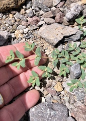 Euphorbia serrula