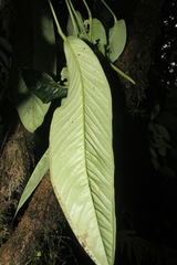 Anthurium carinatum