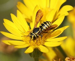 Paranthidium jugatorium