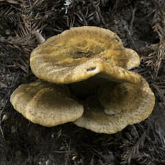 Phaeolus schweinitzii