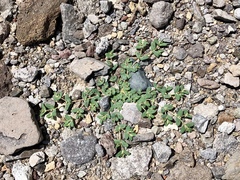 Euphorbia serrula