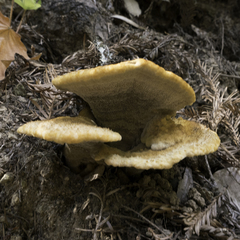 Phaeolus schweinitzii