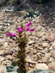 Penstemon