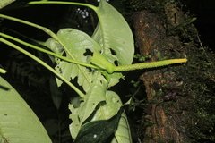 Anthurium carinatum