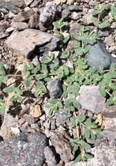 Euphorbia serrula