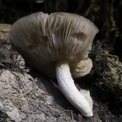 Pluteus exilis