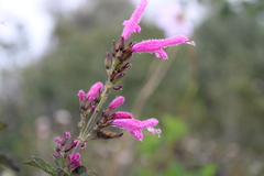 Salvia littae
