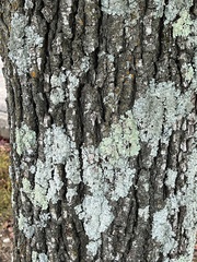 Myelochroa aurulenta