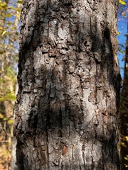 Tilia americana caroliniana
