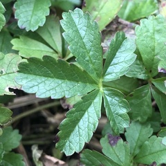 Potentilla intermedia