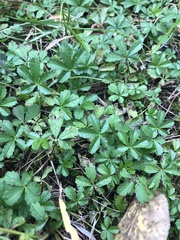 Potentilla intermedia